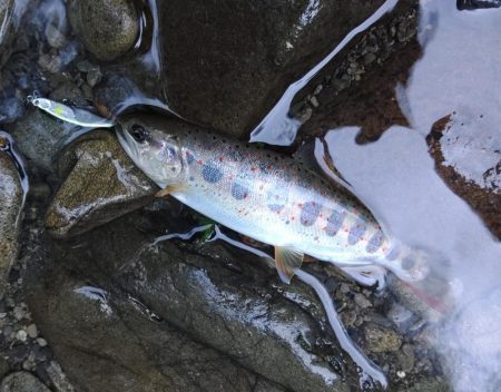 久しぶりのアマゴ釣り